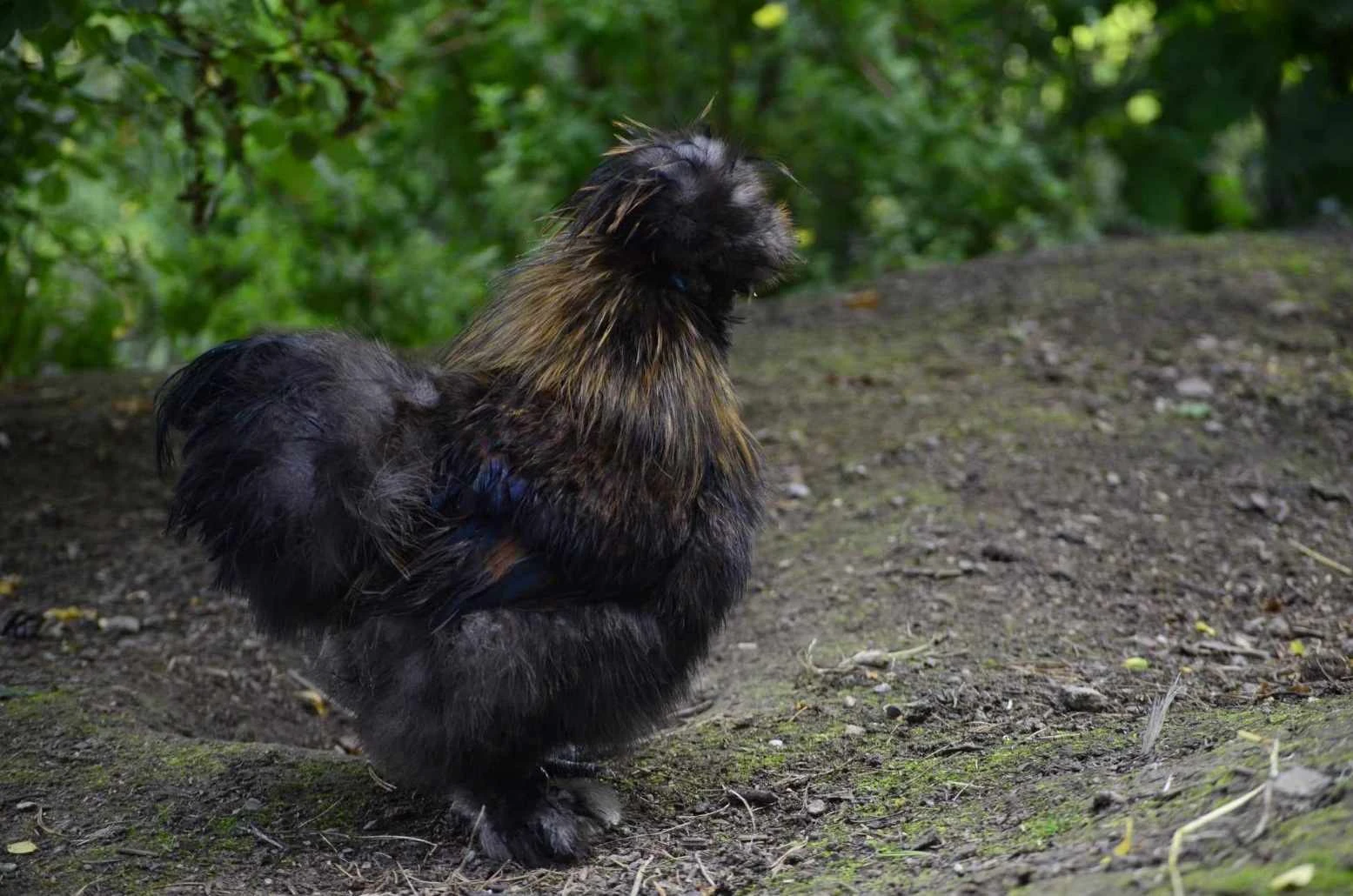 I minne av Panic som tyvärr inte är med oss idag