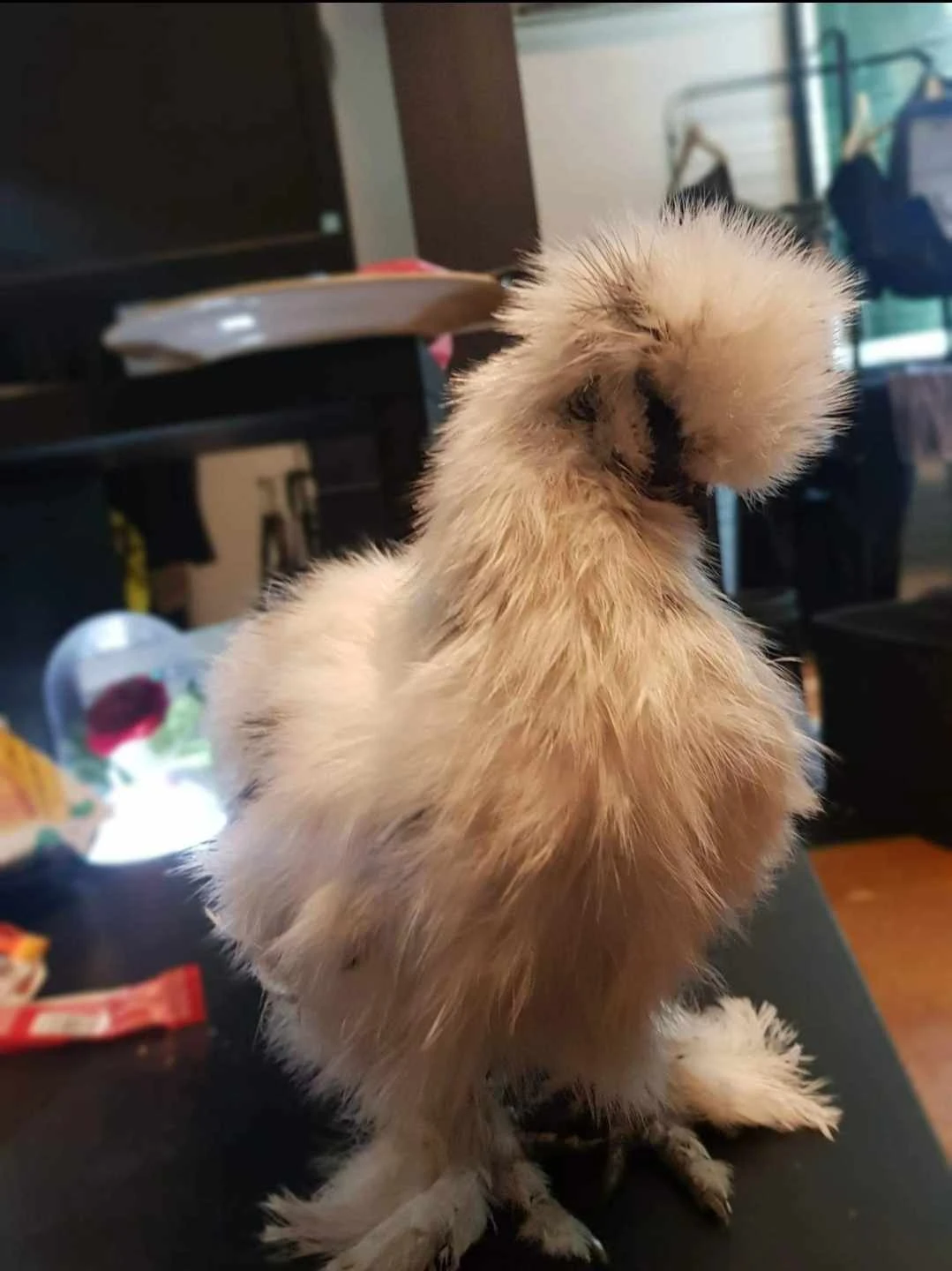 wry neck höns