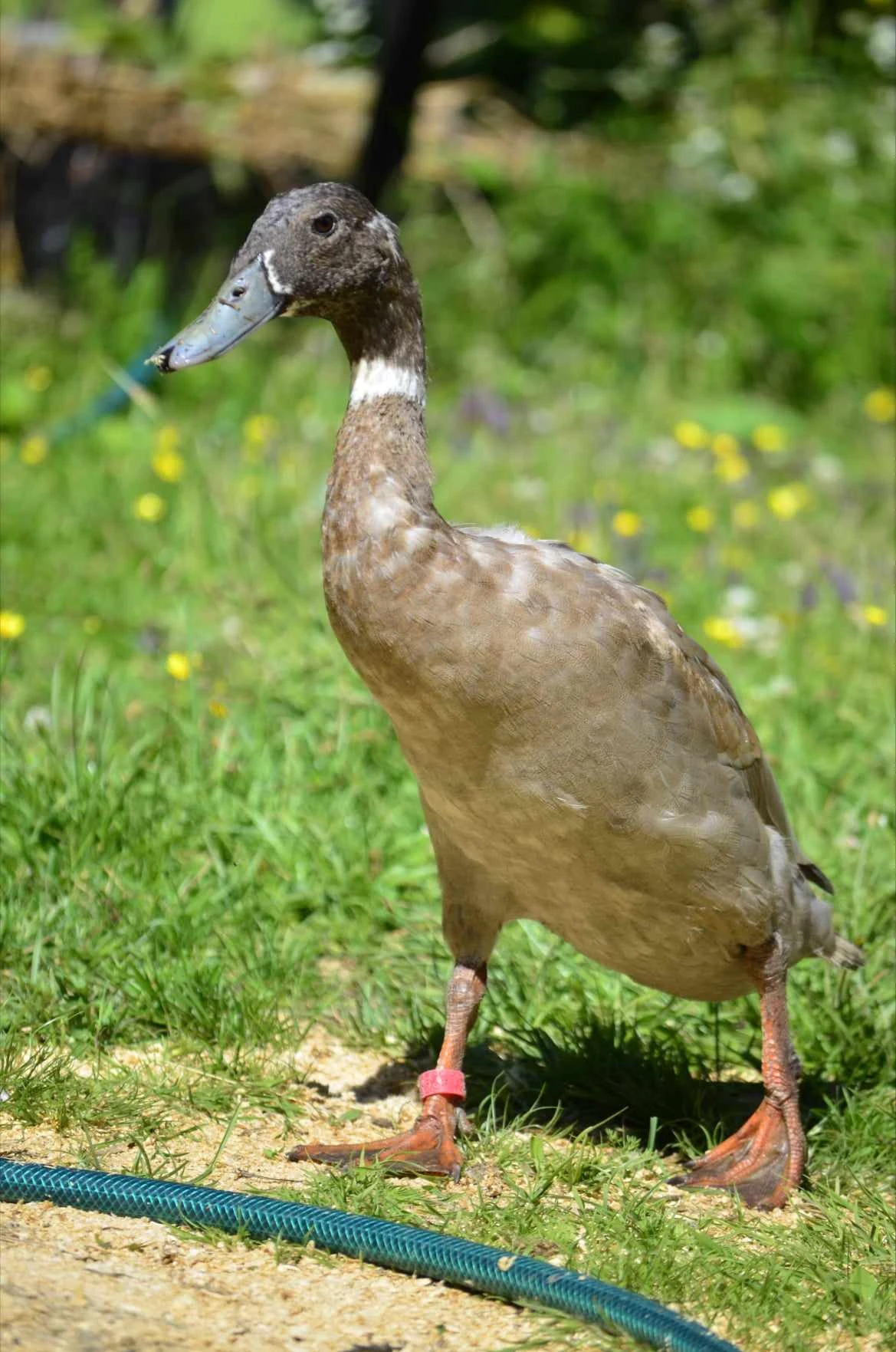 Dumptruck löpanka stafylokocker