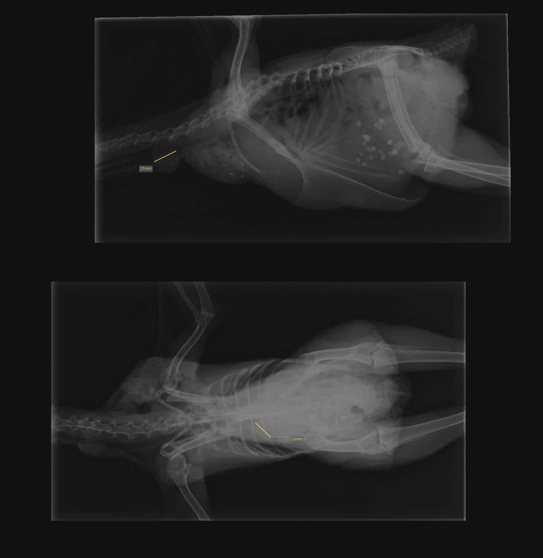 Här kan ni se de utpekande bölderna vid första röntgen, vid röntgen nr 2 hade de dubblerat sig och satt bland annat på luftsäckarna