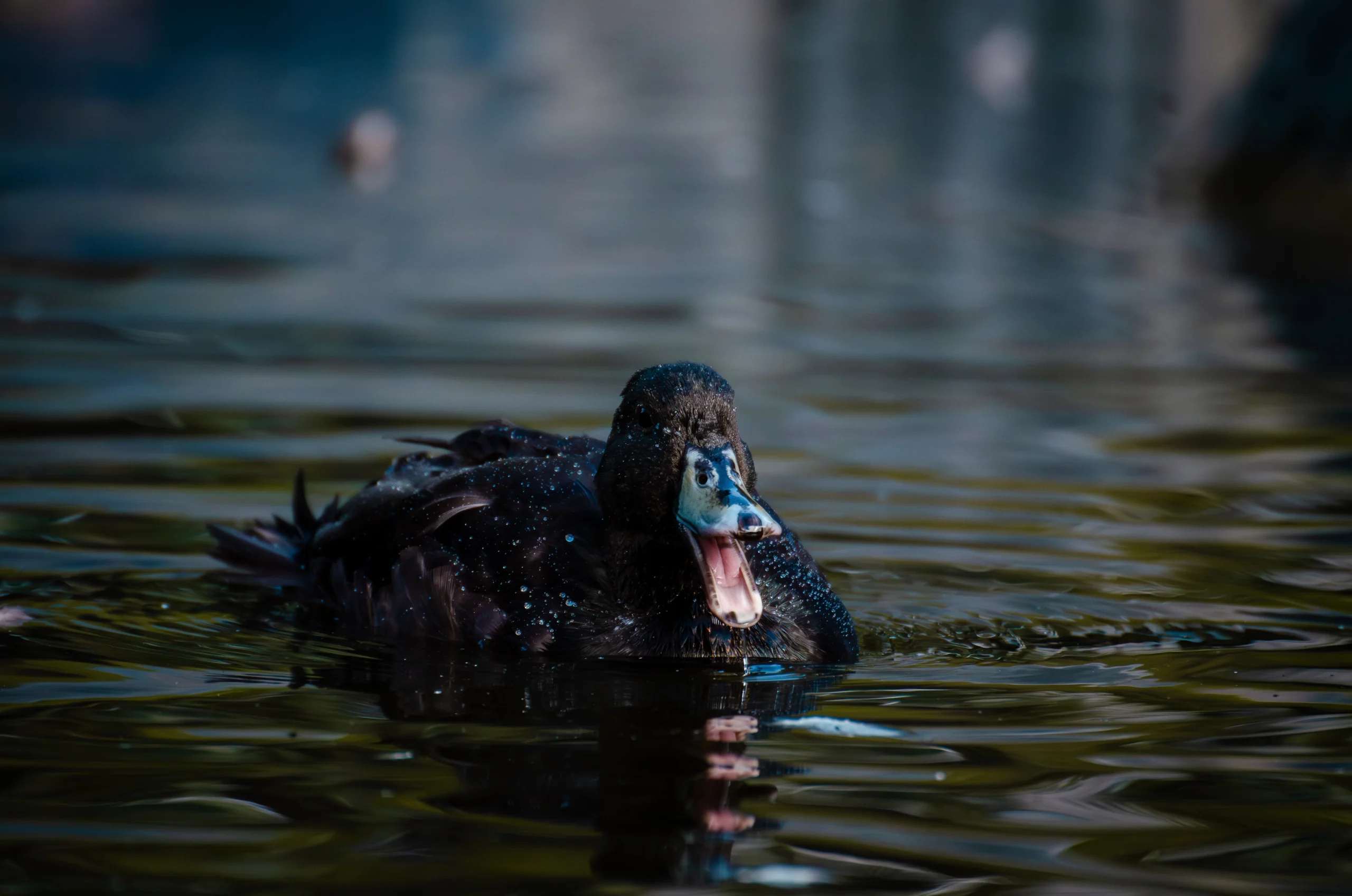 swimming duck
