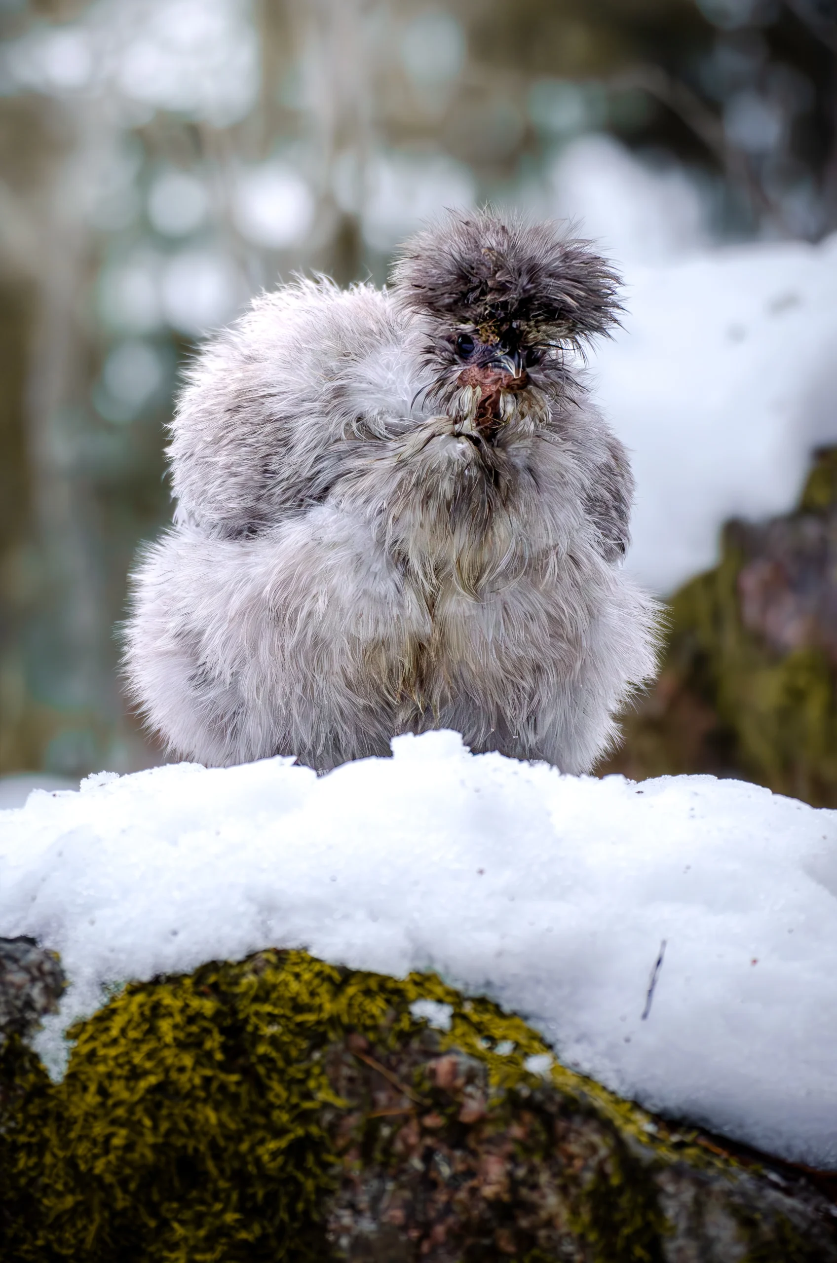 vitamin a brist höns