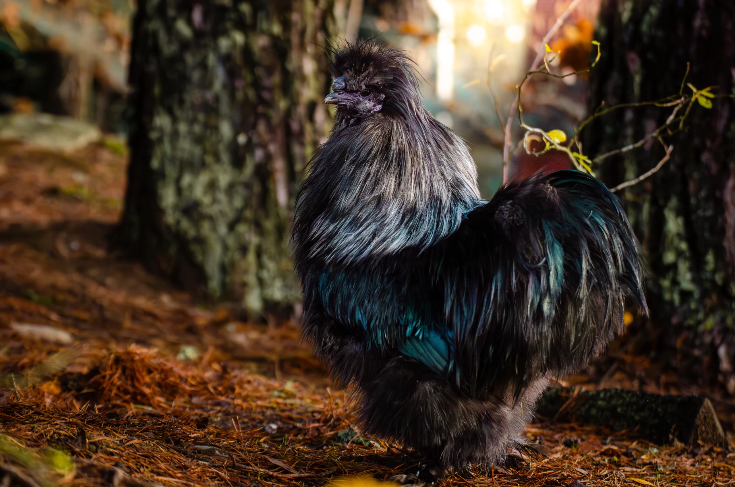 silkie rooster