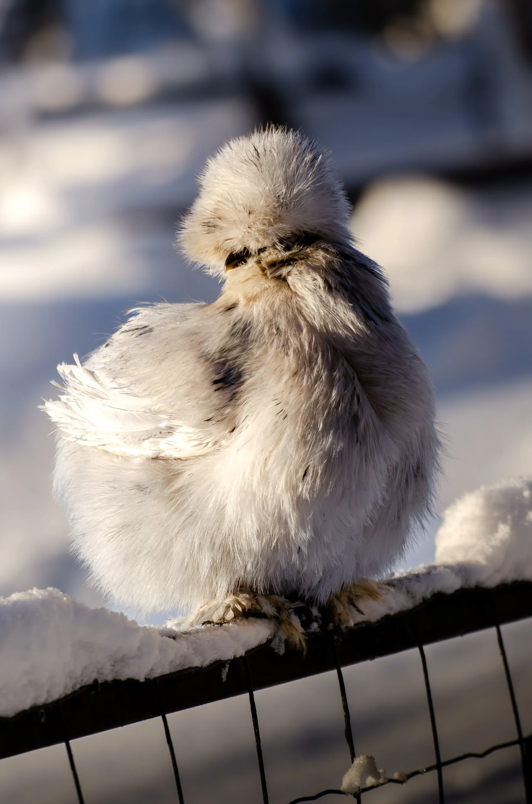 höns vitamin e brist bartok