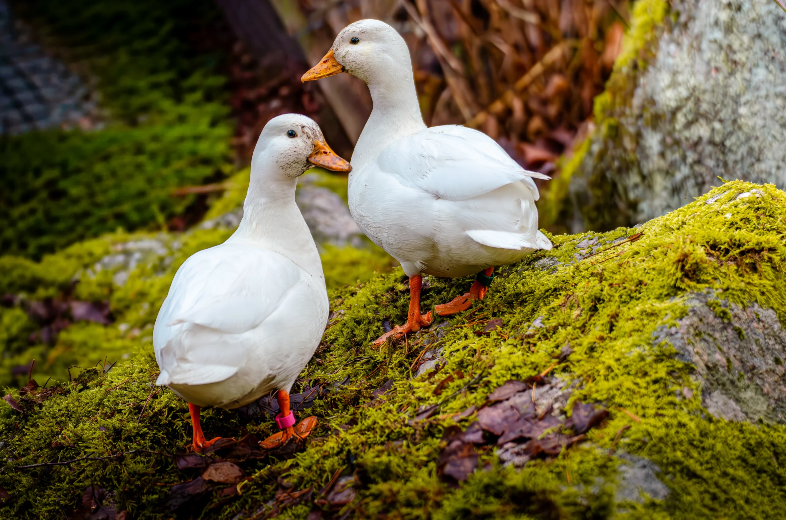 Jasper och Horace 2025