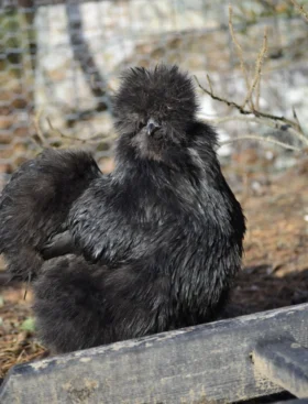 poppi problem med äggläggning