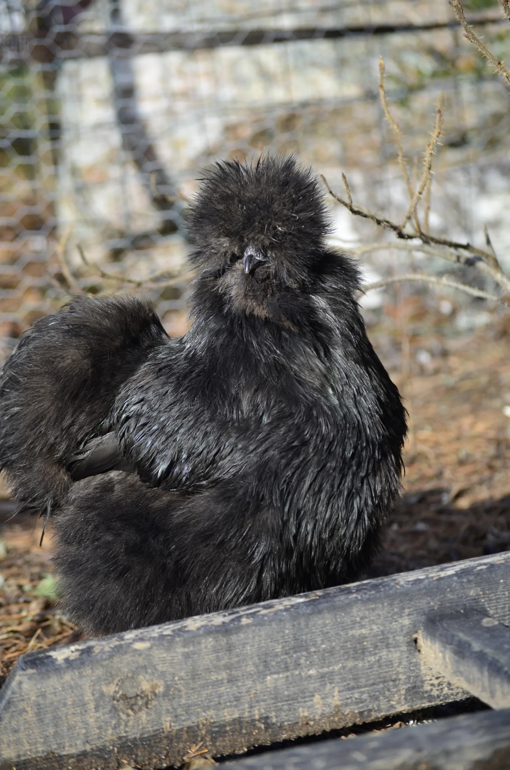poppi problem med äggläggning