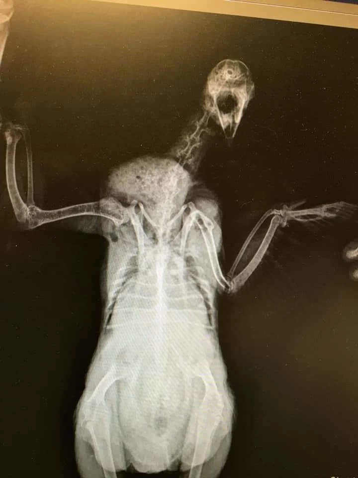 Röntgenbild av äggbunden höna