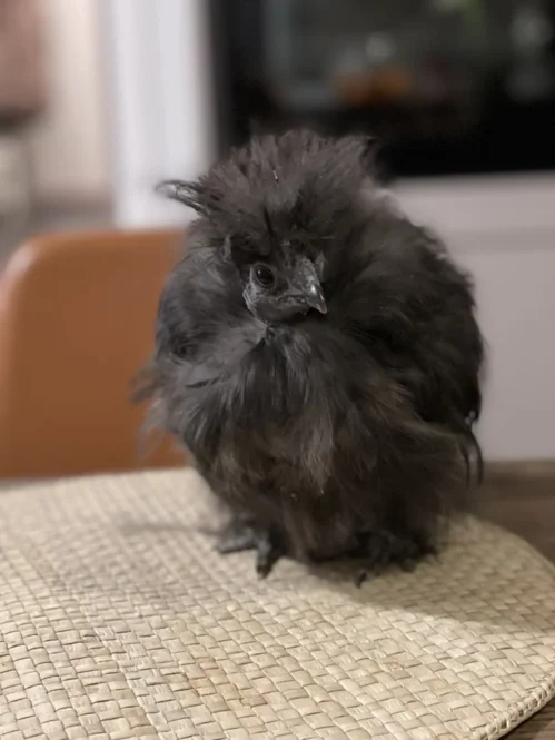 failure to thrive höns iris