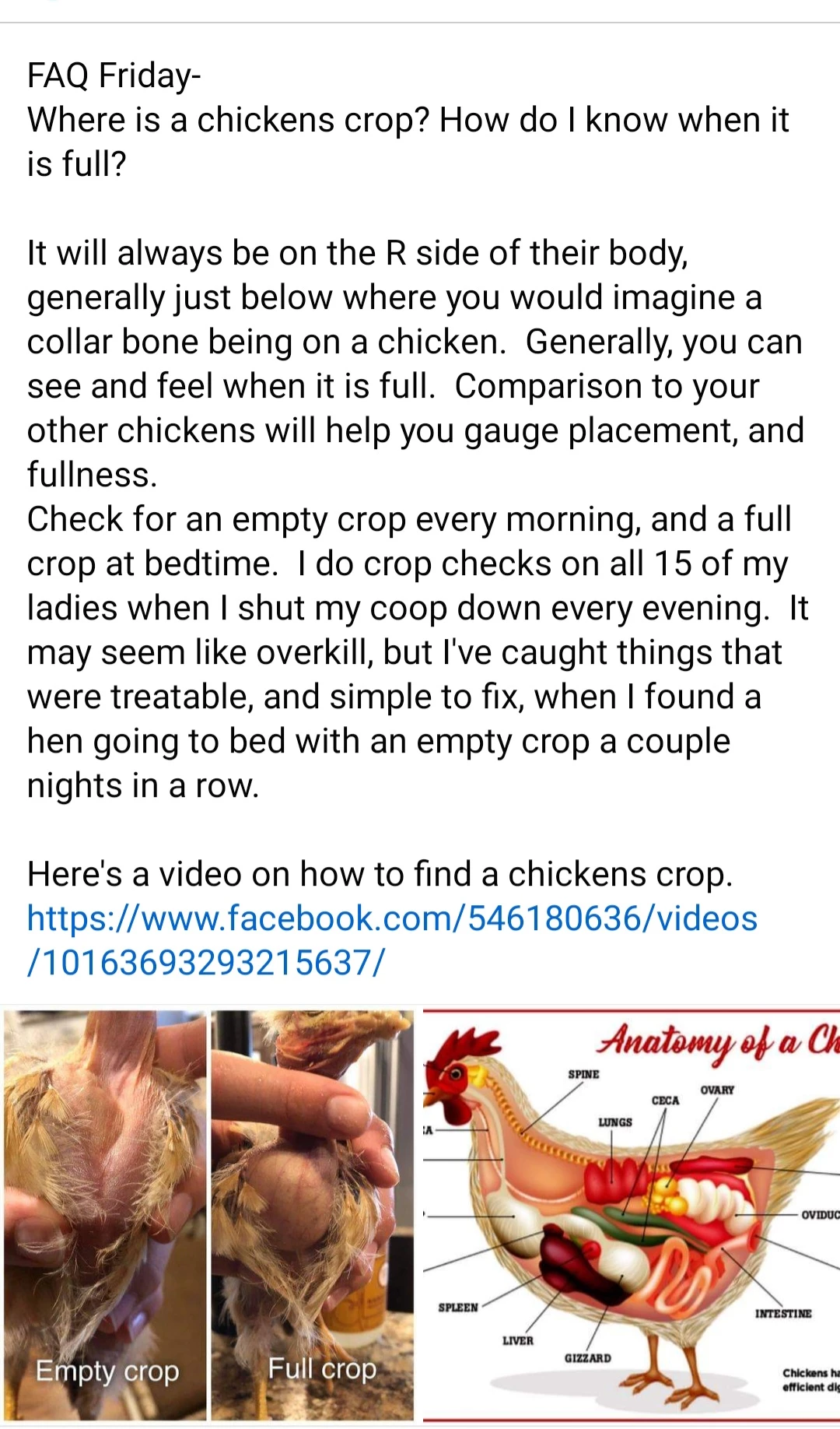 Crossbeak poultry in motion