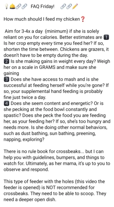 Crossbeak poultry in motion