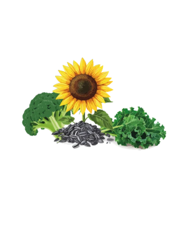 Solrosfrön wry neck