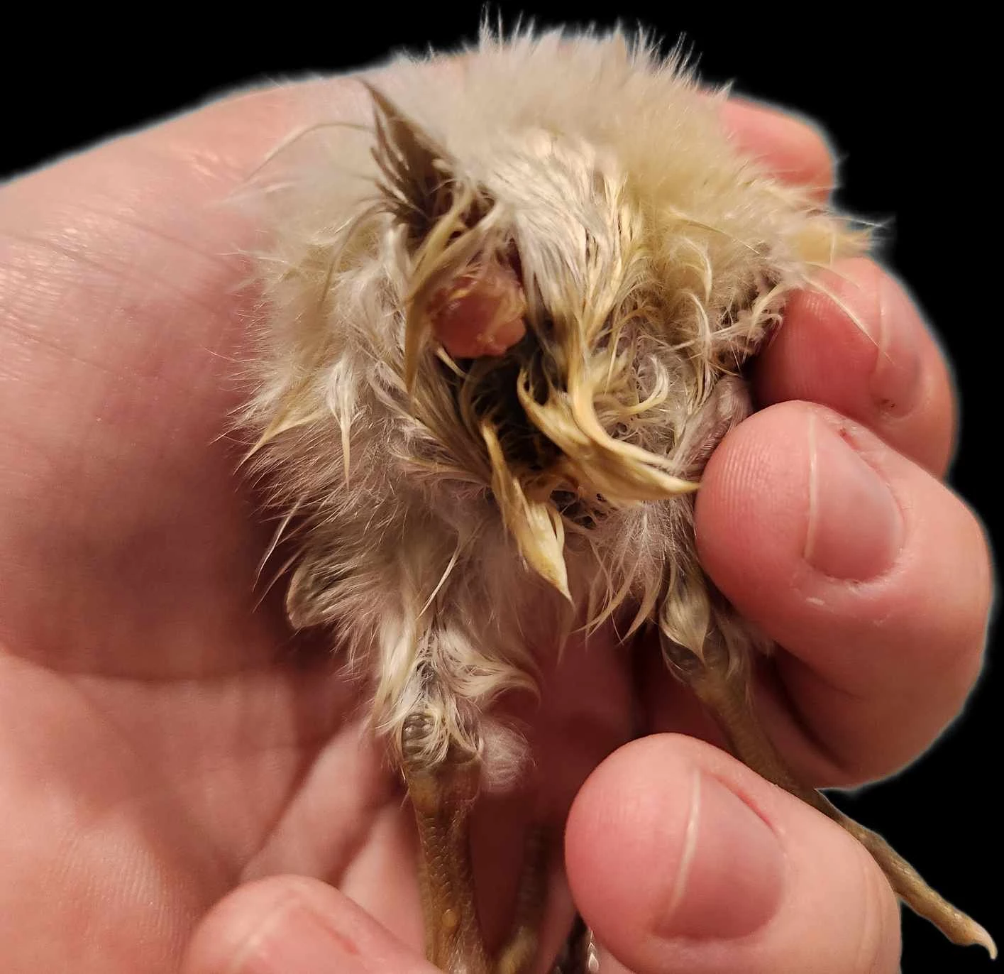 Kloakprolaps kyckling