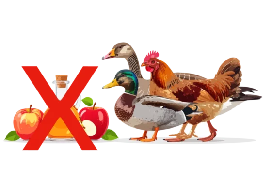 ej äppelcidervinäger till höns ankor gäss