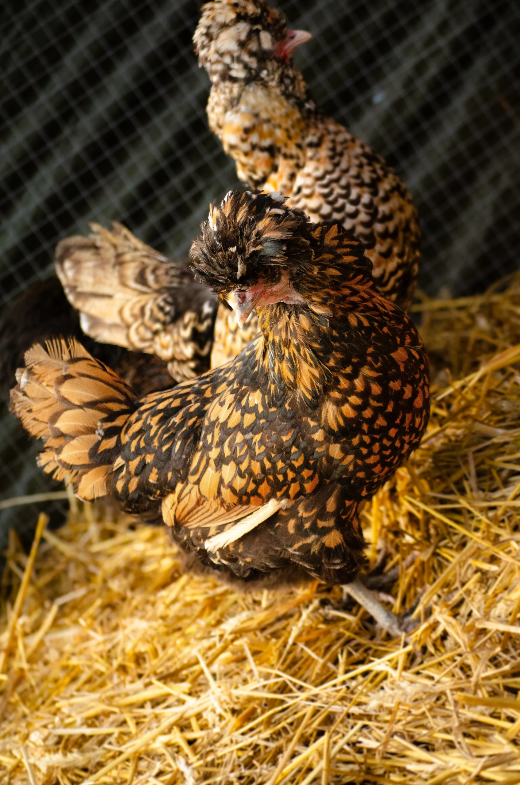 paduan vaulted skull
