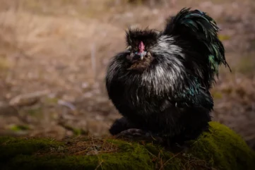 black silkie