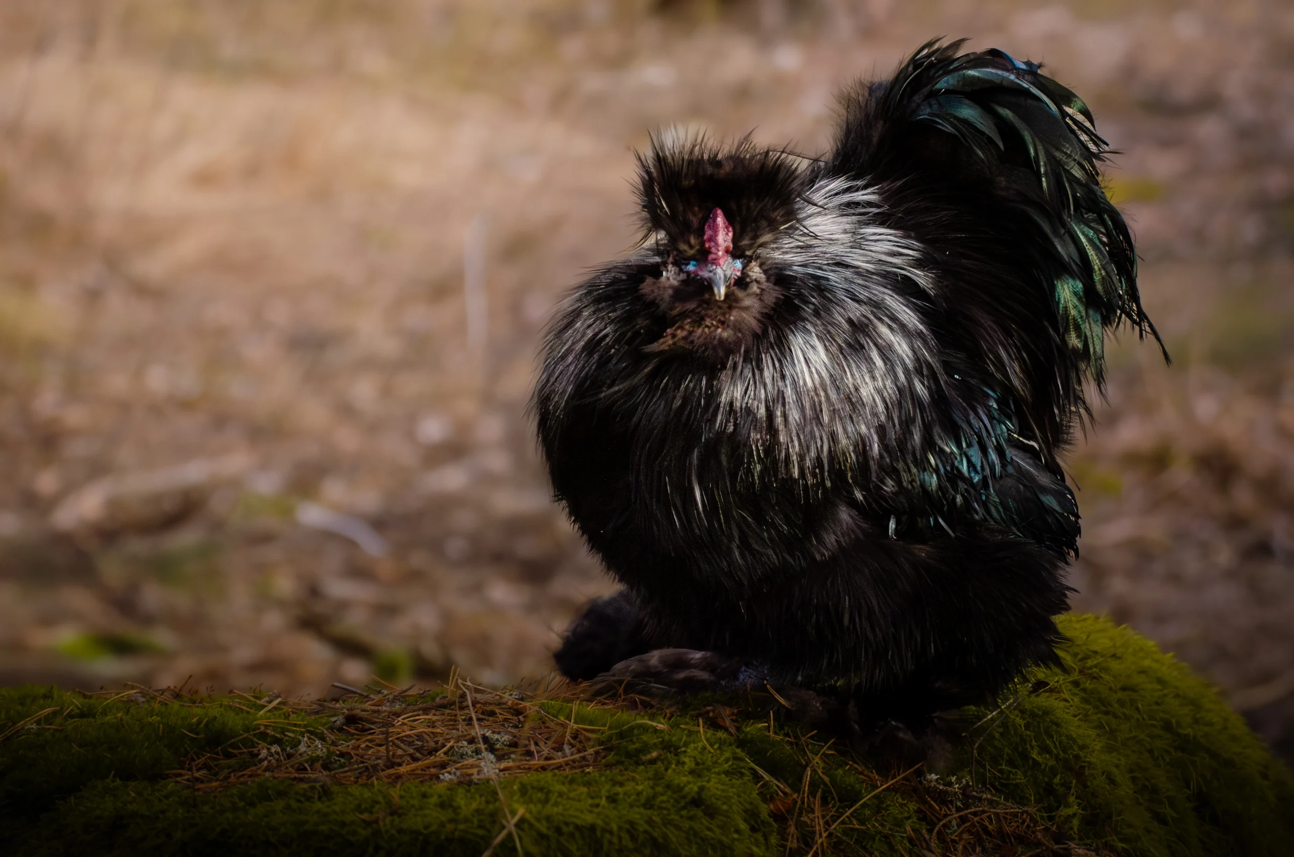 black silkie