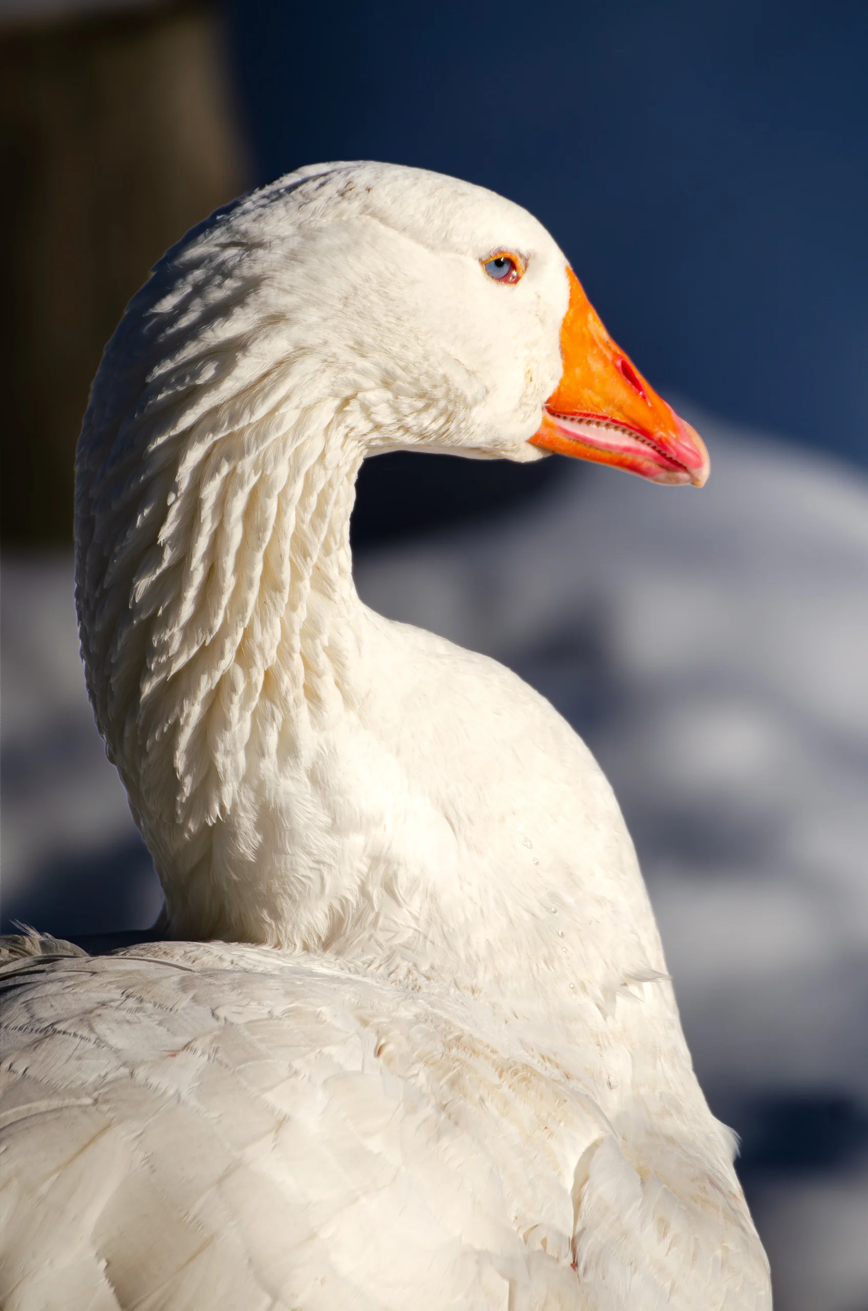 white italian goose