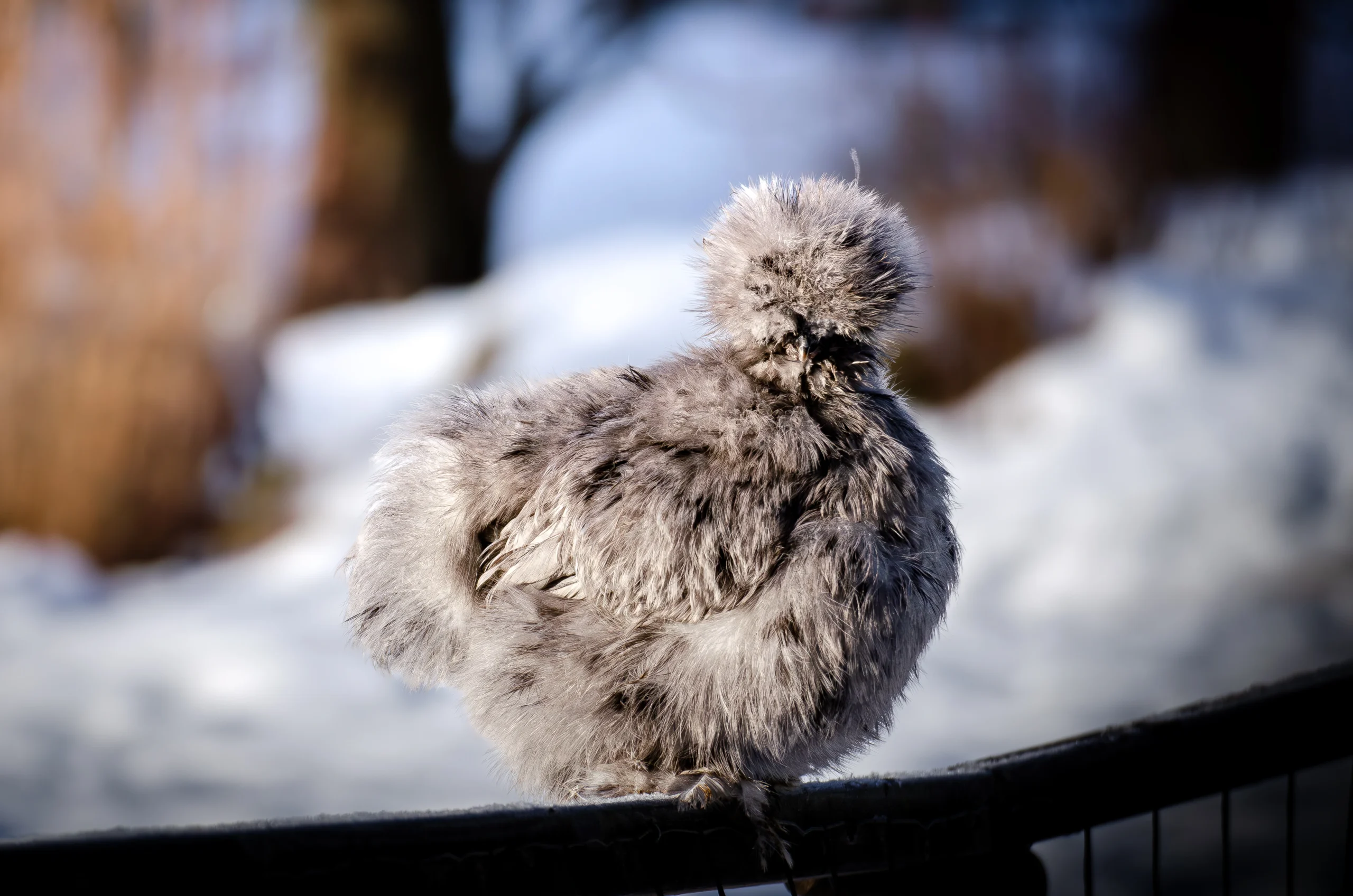 splash silkie