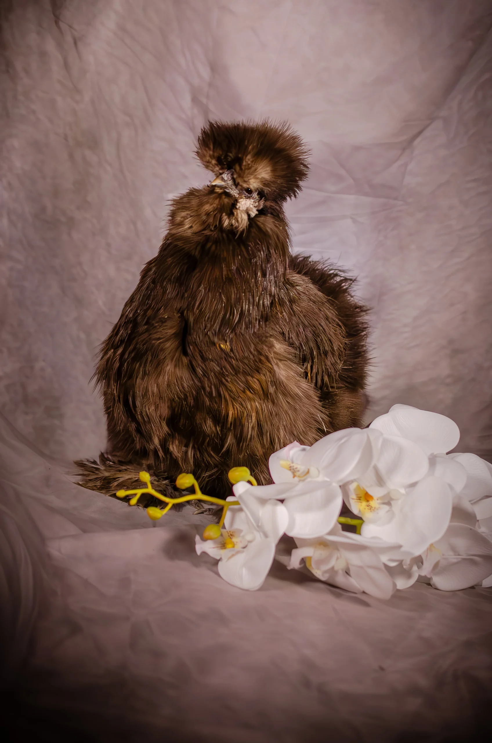 chocolate silkie