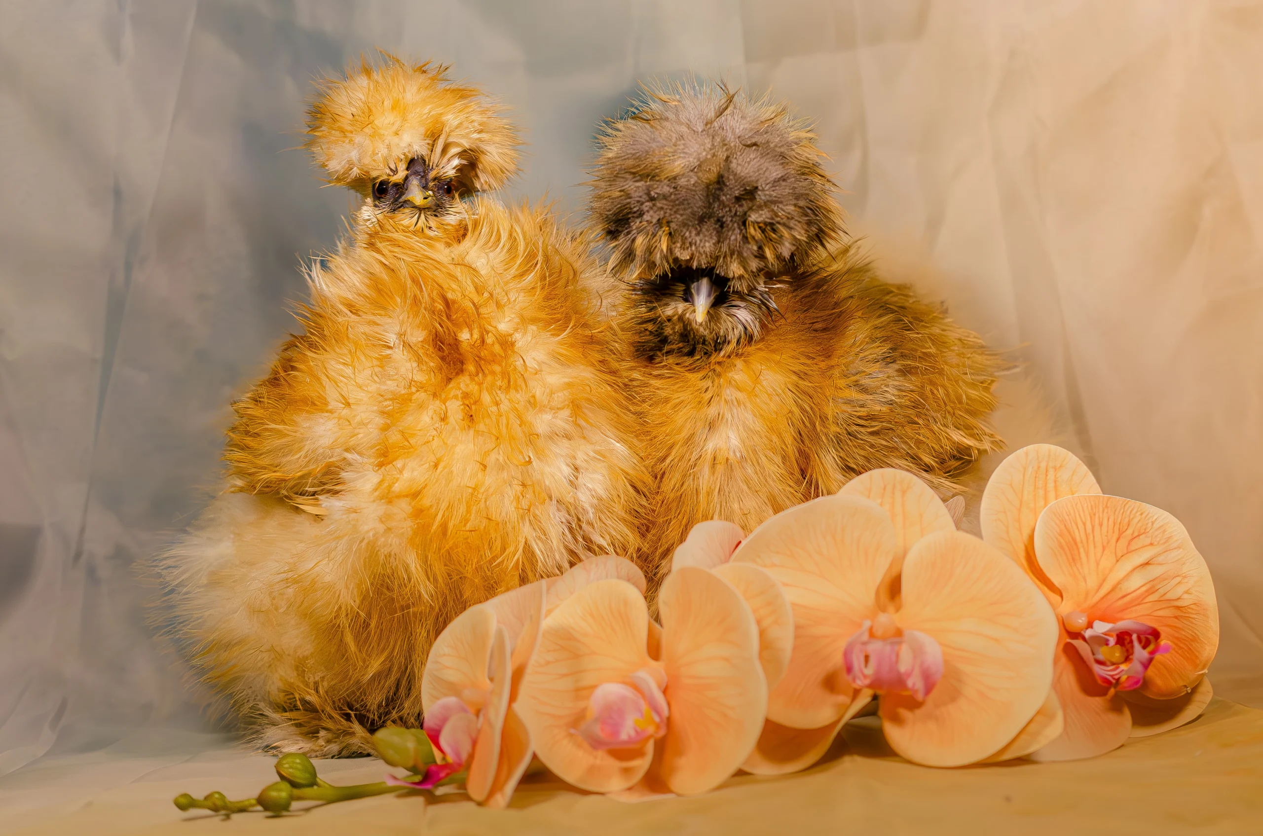 friserade silkeshöns