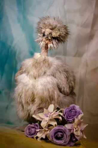 showgirl silkeshöna