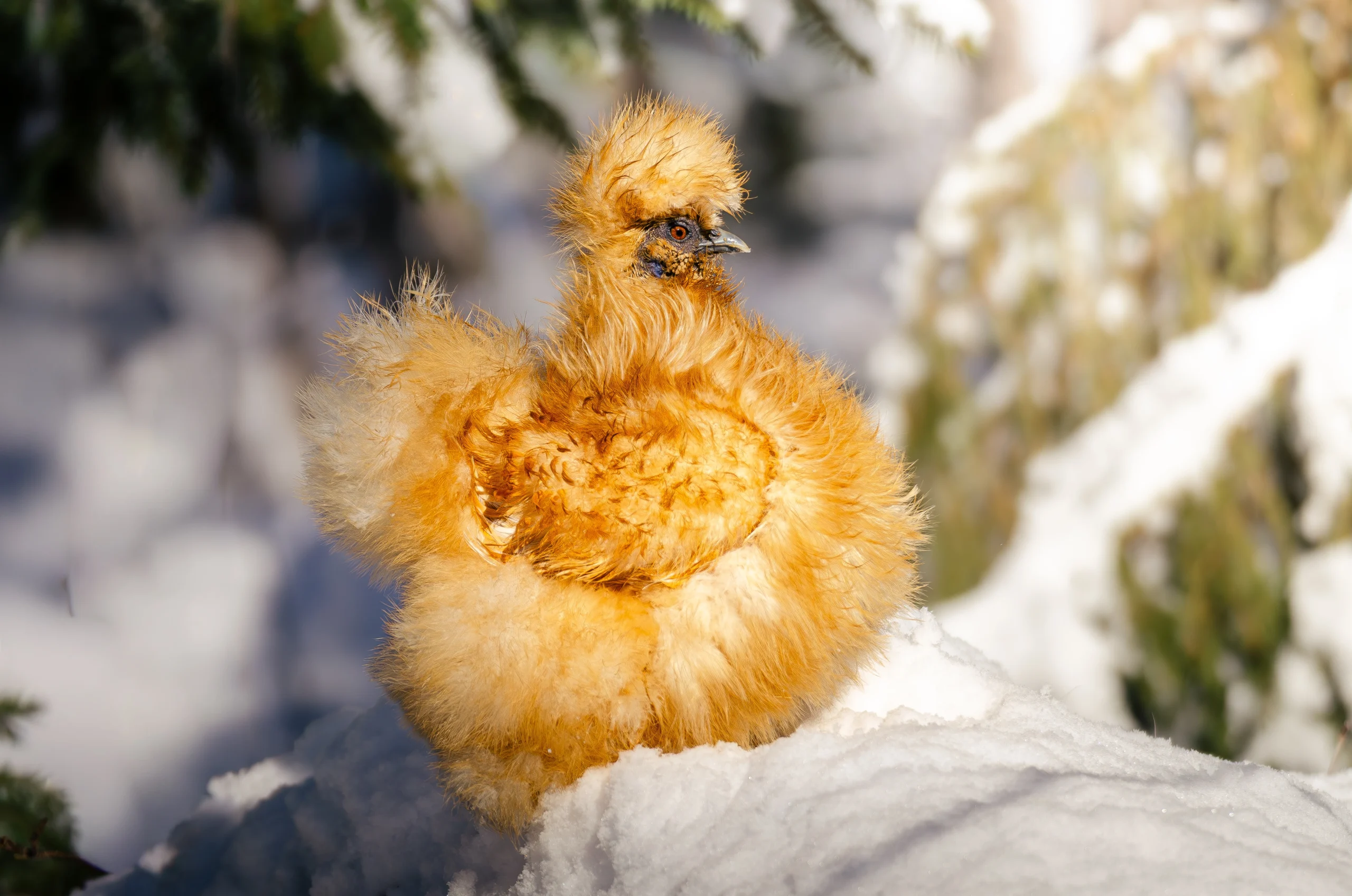 buff frizzle silkie