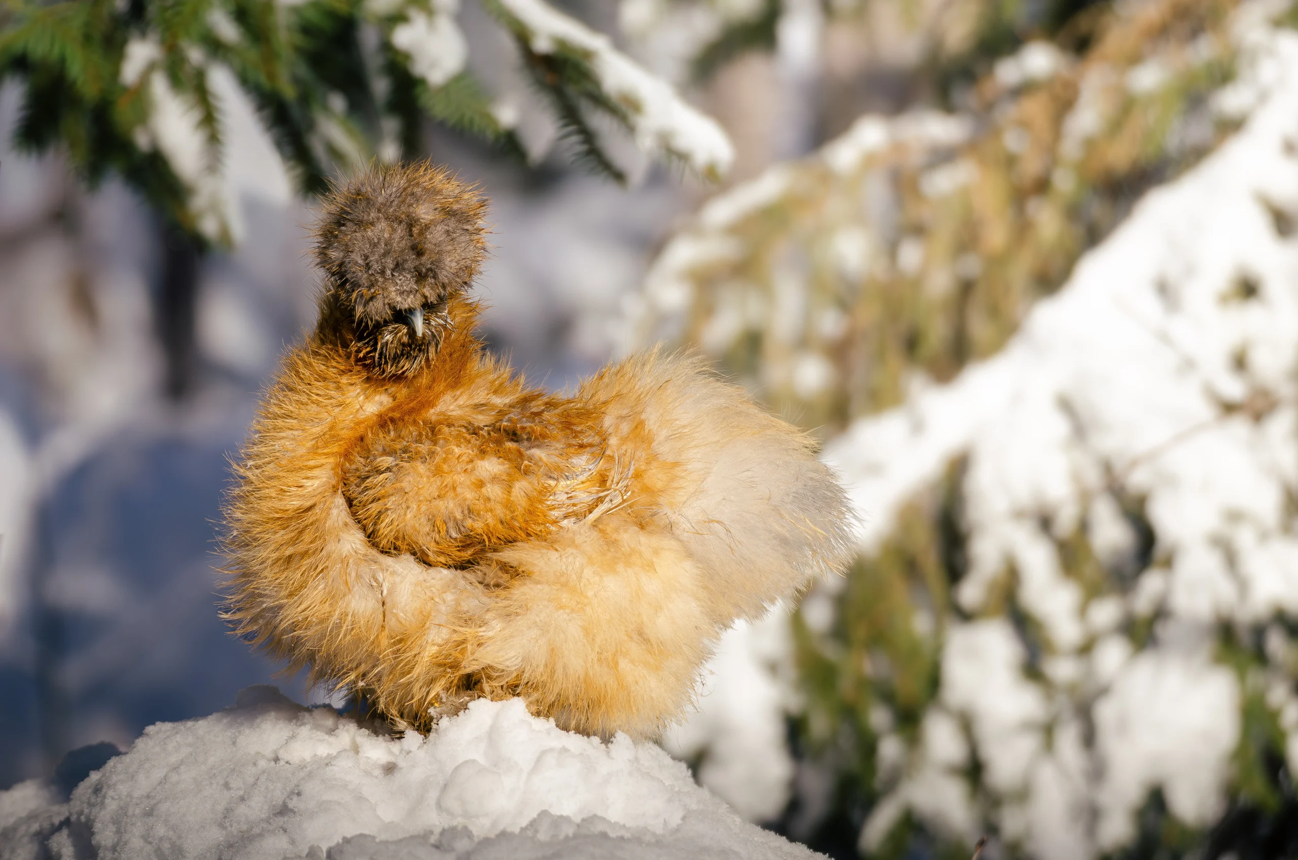 creame blue frizzle silkie