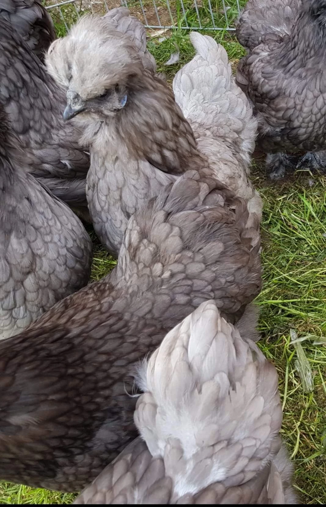 FB_IMG_1699096610832-3 FB_IMG_1699096610832-3