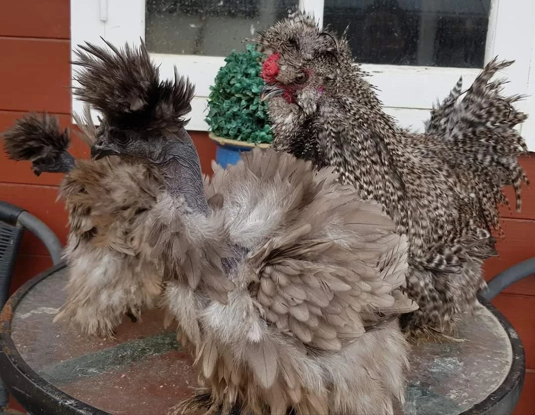 FB_IMG_1699097402959-6 FB_IMG_1699097402959-6