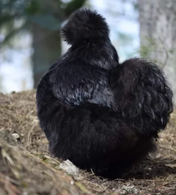 efter något år med implantatet