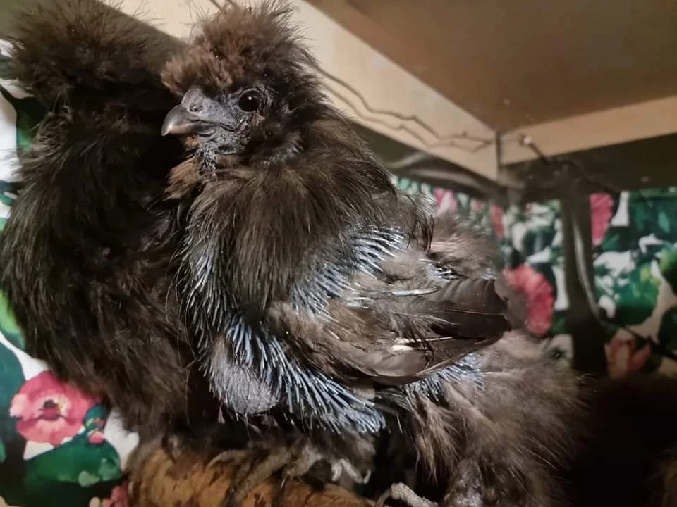 första tiden med implantatet