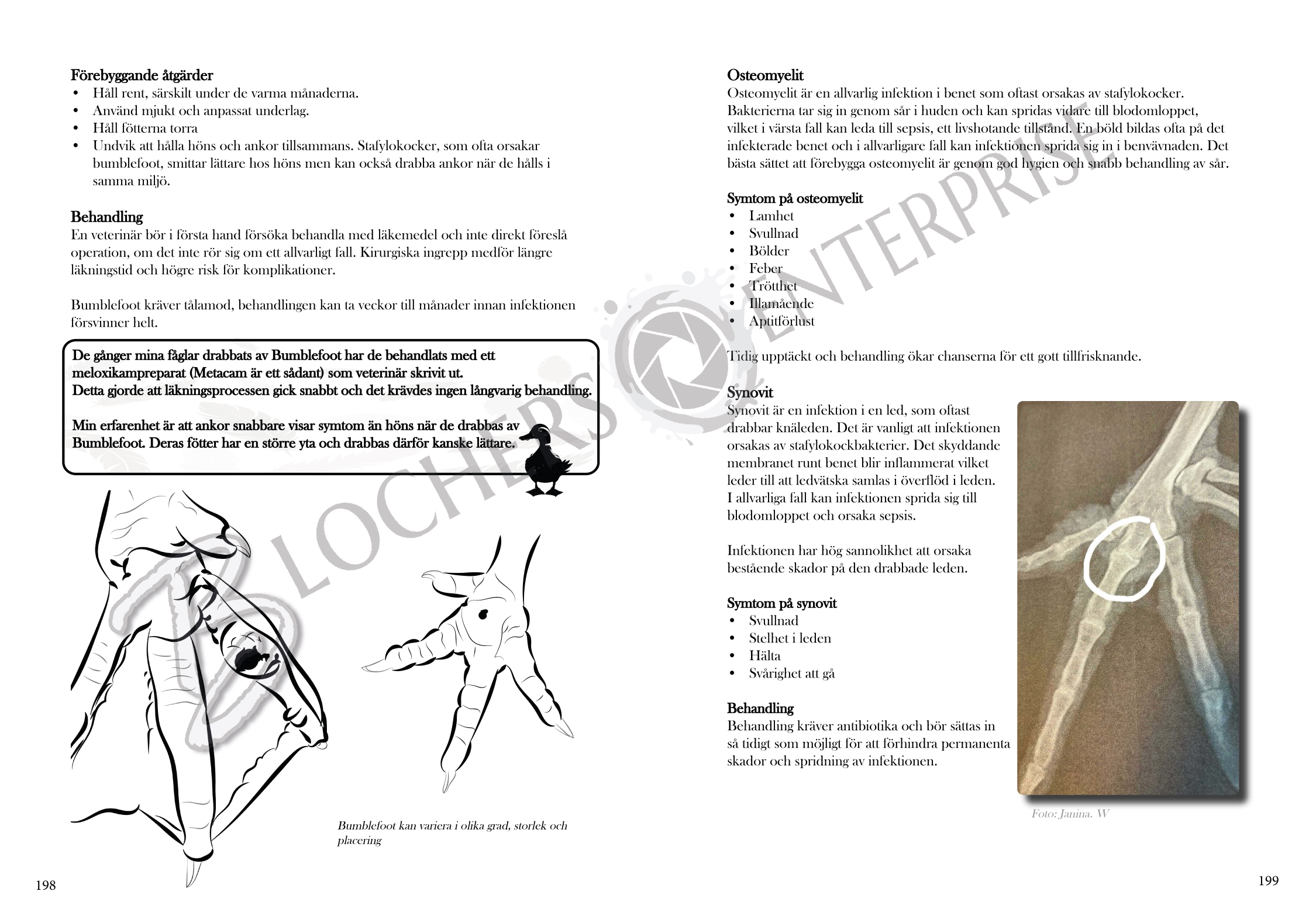 Ta hand om din Fjäder - En hälsohandbok för höns, ankor och gäss - Bild 3